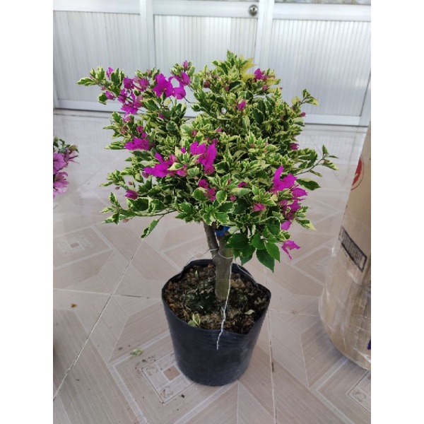 Cây hoa giấy cẩm thạch tím, cây đang hoa cao khoảng 50-60 cm.