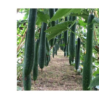 0.2gr hạt giống bí sặt bí xanh