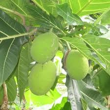 Cây giống Sa Kê Ghép ( Giống chuẩn, cây TO CAO khỏe )