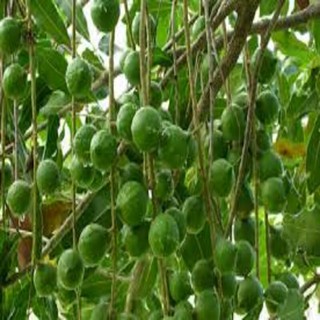 cây macca giống ,Cây mắc ca giống