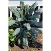 100H -Hạt_Giống_Cải_Kale_Khủng_Long ( tặng kèm kích mầm và phân bón )
