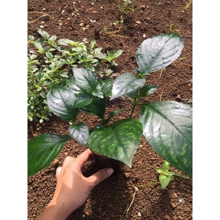 Cây trà tiên lá dứa