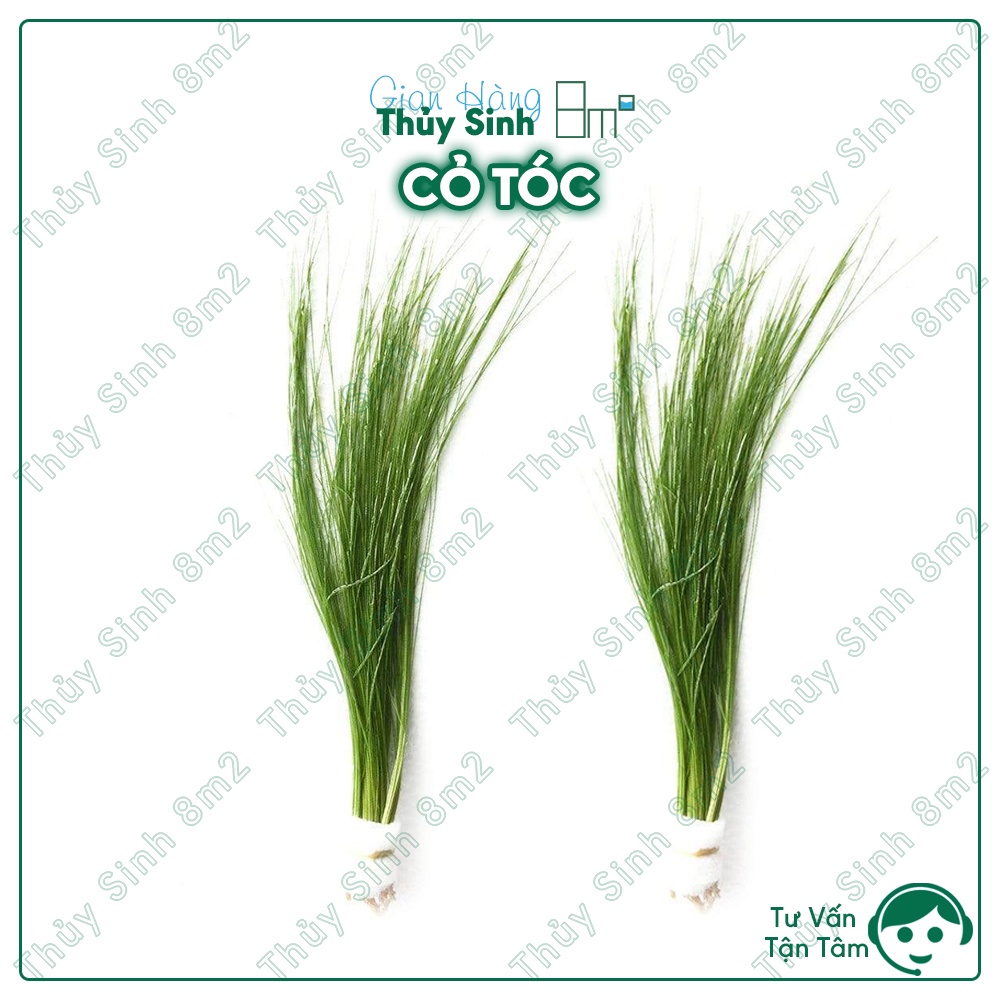 Cây Cỏ Tóc 5-6 Cây (Tóc Tiên) | Cây Thủy Sinh Hậu Cảnh, Không CO2 | 8m2