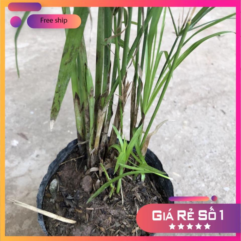 Cây thủy trúc, Cao 30cm bụi nhiều thân sống khỏe