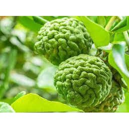 Cây Chanh chúc Thái lan cây đẹp. (sản phẩm có bảo hành)