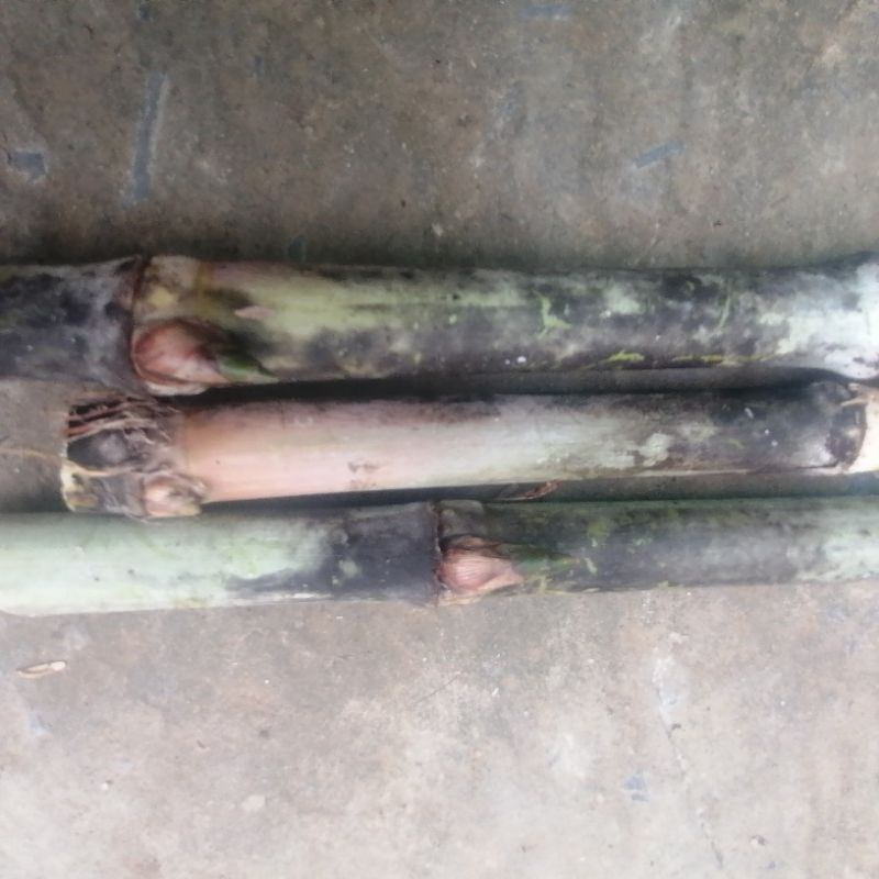 Combo 5 đoạn mía lau