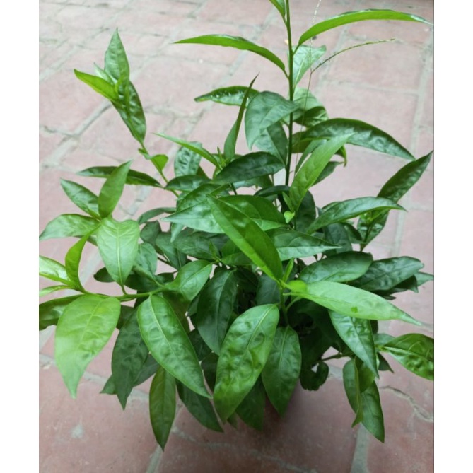 3-4 cây lý dạ hương