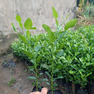 Cây chúc giống , cây chanh thái chuẩn giống