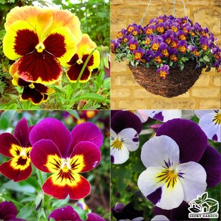 200h hạt giống hoa păng xê pansy mix màu
