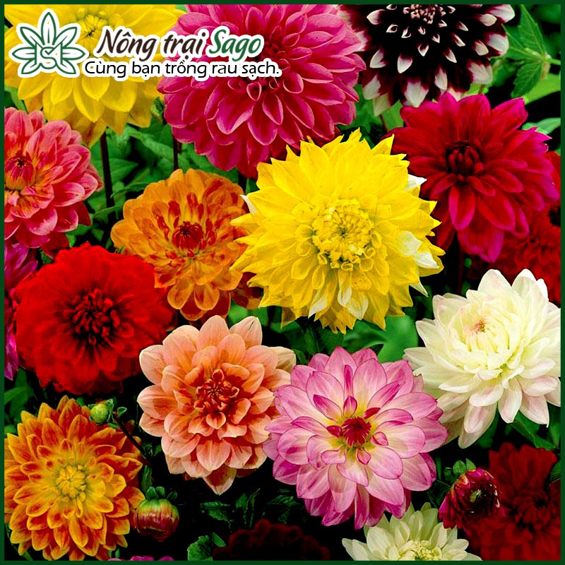Hạt giống Hoa Thược Dược Nhiều Màu, Thân Cao, Thích Hợp Trồng Chậu, Hoặc Sân Vườn - Nông Trại Sago