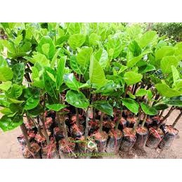 cây giống mít thái siêu sớm (18 tháng cho thu hoạch)