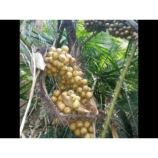 Cây giống Mây Rừng thu dây, hái quả