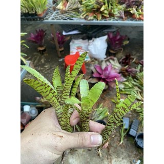 Dứa màu nam mỹ