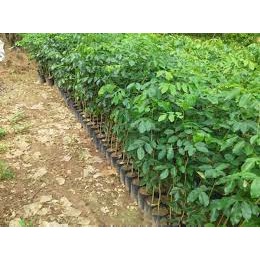 Cây Giống Trắc Đỏ ( cây trồng lấy gỗ)