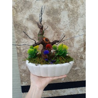 Gốc bonsai kèm chậu