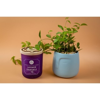 Nến thơm DW Home hương hoa Lavender 9.0oz