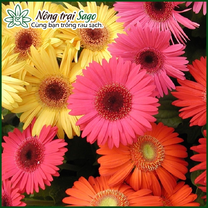 Hạt giống Hoa Đồng Tiền Nhiều Màu (gói 10 hạt) - Nông Trại Sago
