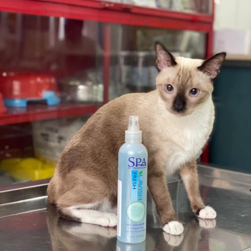 Xịt dưỡng lông - nước hoa cho chó mèo Tropiclean nước hoa tự nhiên spa cao cấp chai 236ml