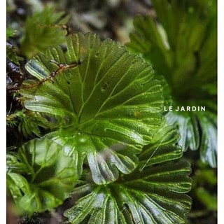 Rêu Cánh Quạt, Rêu Hiếm, Rêu Terrarium, Rêu Xanh setup hồ bán cạn, tiểu cảnh, terrarium