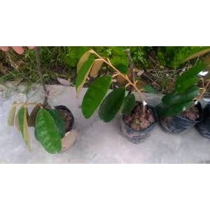 Cây Giống Sầu Riêng Ruột Đỏ ( cây siêu sớm có bảo hành)