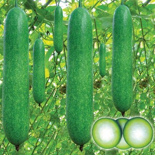 0.2gr hạt giống bí đao chanh f1