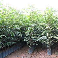 Cây Giống Sao Đen ( cây có bảo hành)
