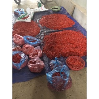 1kg HẠT DỔI