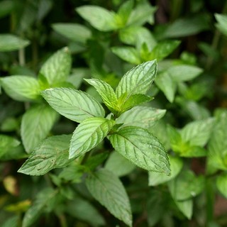 100h hạt giống bạc hà spearmint