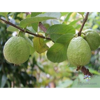 Giống Cây Ổi nữ hoàng giống chuẩn F1