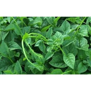Hạt giống rau mồng tơi xanh 10 gram