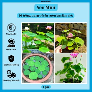 Sen mini mix màu trang trí hồ cá cảnh