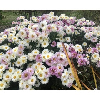 100h hạt giống hoa cúc chi trắng 60cm shasta