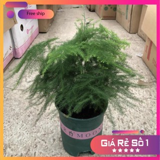 Cây thủy tùng mini để bàn, chiều cao cây 12-15cm tán sum suê, cây khỏe (Hàng Chuẩn)