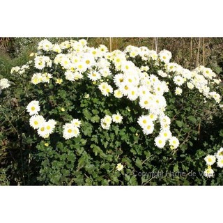 100h hạt giống hoa cúc chi trắng 60cm shasta