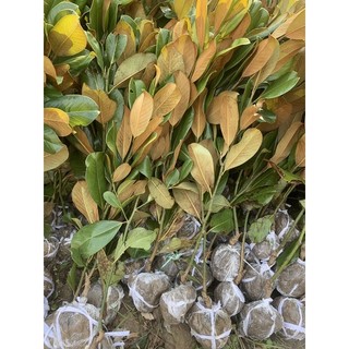 Cây Hoa Sen Đất cao khoảng 1m