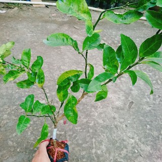 Cây Chanh Đào (Chanh Huyết)