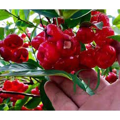 cây Giống Mận Hoàng Yến Trồng () ( cây siêu sớm có bảo hành)