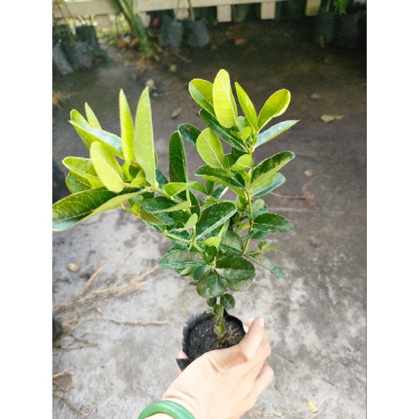 Combo 5 cây siro giá 75k. Hàng đẹp,khoẻ,mau cho trái, dễ chăm