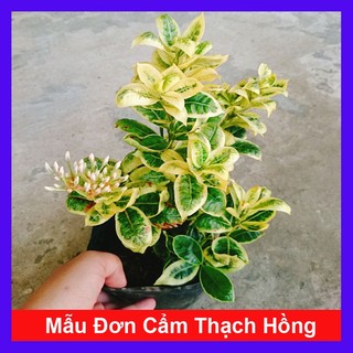Cây Mẫu Đơn Cẩm Thạch Hồng - Cây Bông Trang Cẩm Thạch Hồng - caykiengsadec
