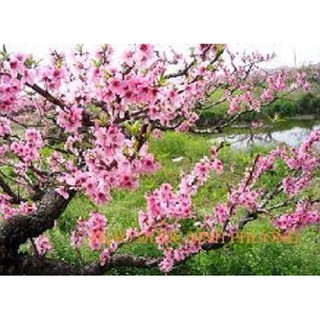cây đào mộc châu (đào hoa) - cây giống