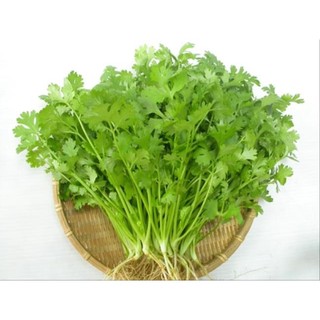 10gr hạt giống ngò rí bạc liêu đậm đà số 1