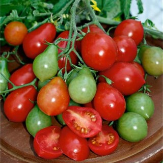 0.1gr hạt giống cà chua cherry dài sanmazano