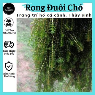 Rong đuôi chó trang trí hồ cá cảnh hồ thủy sinh