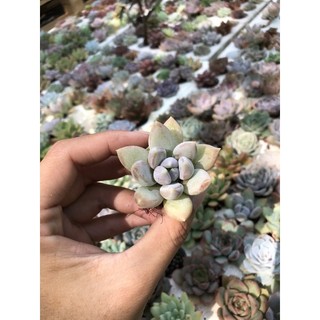 1 cây sen vỉ loại 1
