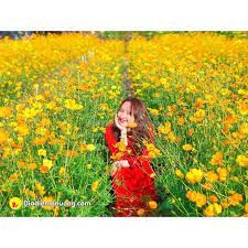 (Gói 100 gram -8000 Hat ) Hạt Giống Hoa Sao Nhái F1 Mix Vàng Cam-Dễ Trồng, Hoa Nở Đẹp