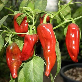 50h hạt giống ớt ngọt sừng đỏ 20cm