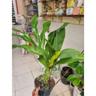 Lan hoàng hậu xanh ( chậu lớn 2-3 thân)