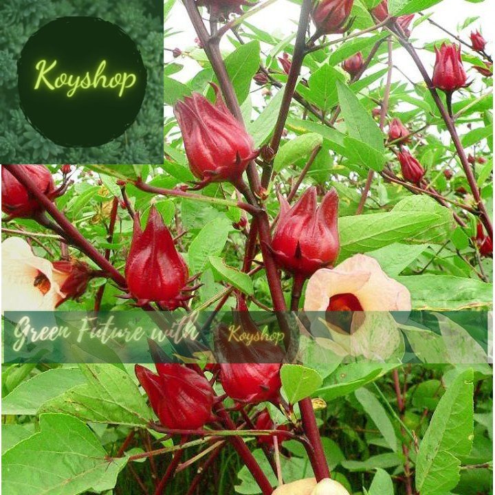 Hạt Giống Bụp Giấm Atiso Đỏ Rado Seeds. - Giá sỉ tốt hơn !