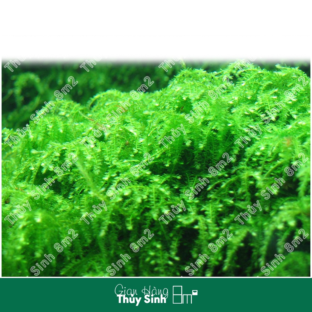 Vỉ Rêu Wepping Sing - Rêu Thủy Sinh | Gắn Lũa, Trang Trí Hồ Tép - 8m2