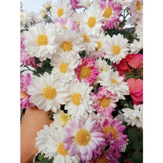 Cây giống hoa cúc đổi màu